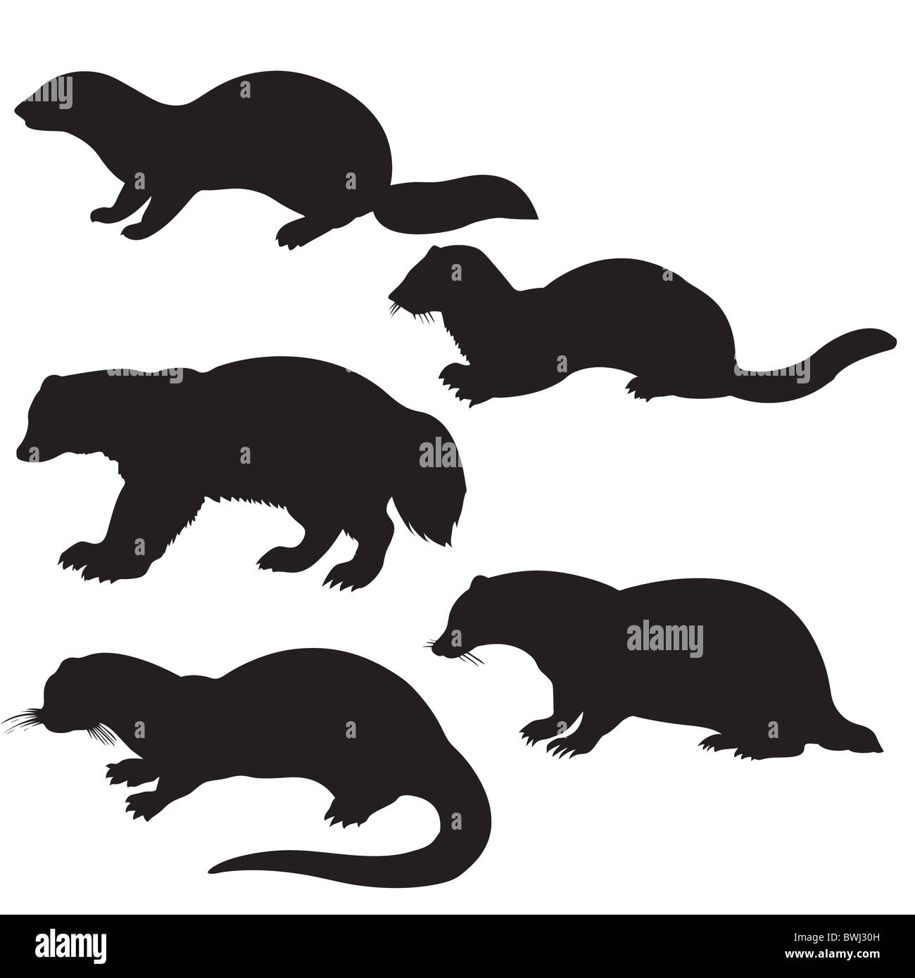 Vektor-Silhouetten-Tier auf weißem Hintergrund Stockfoto