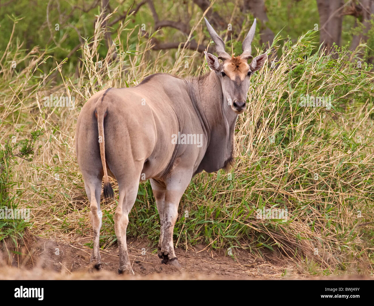 Eland (Tauro Oryx) im Mashatu Game Reserve im Rückblick. Botswana Afrika Stockfoto