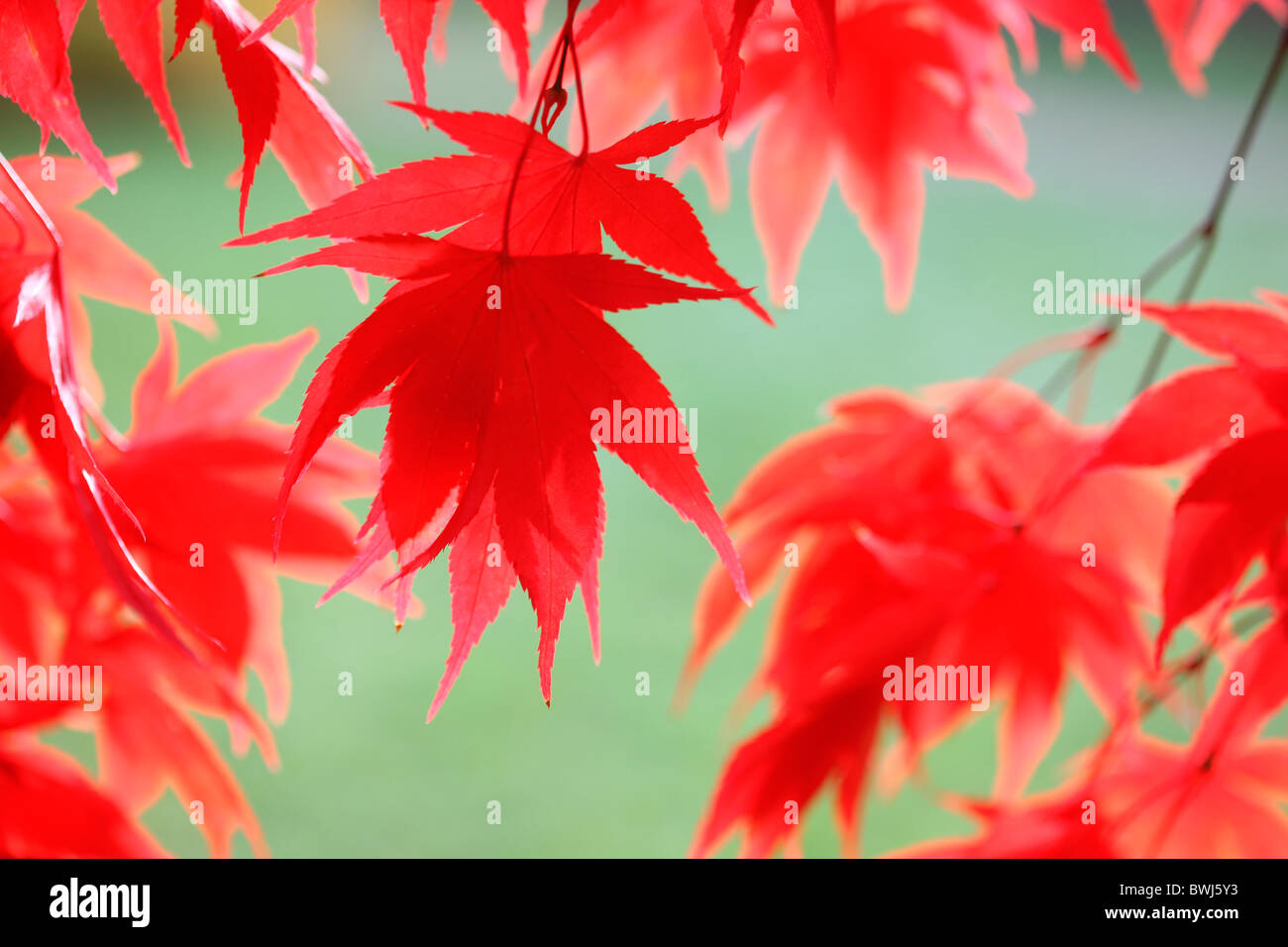stimmungsvoll und verträumt rot-Ahornbaum, reich und üppig - Kunstfotografie Jane Ann Butler Fotografie JABP931 Stockfoto