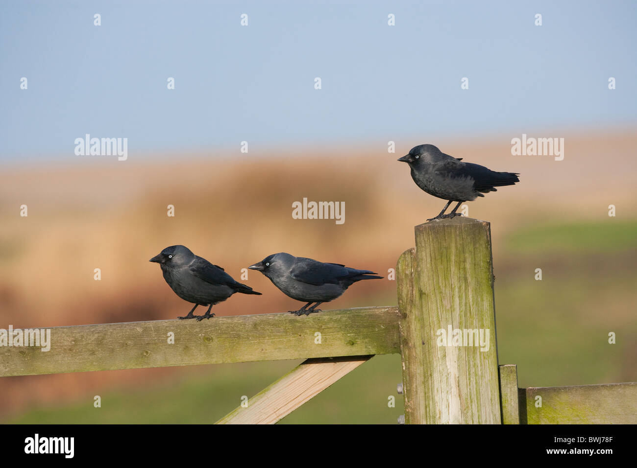 Drei Dohlen Corvus Monedula drei thront auf Zaun Stockfoto