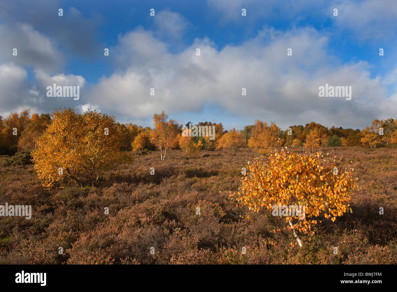 Silber-Birken am Kelling Heath Norfolk November Stockfoto