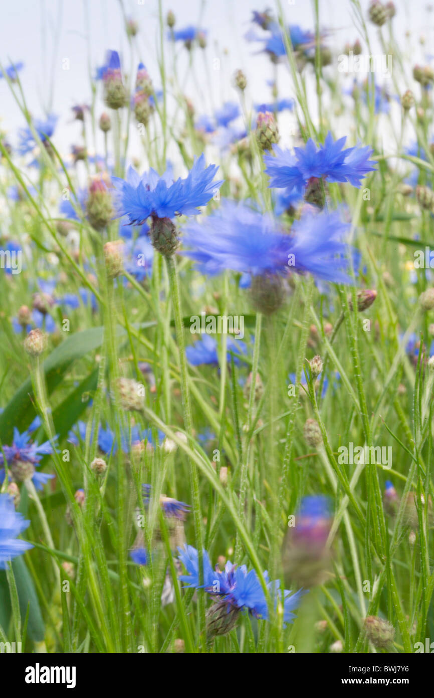 Landwirtschaft Hintergrund Hintergrunde Centaurea Cyanus Farbe Farbe Verwischt Kornblume Kornblumen Pflanzen Ernten Stockfotografie Alamy