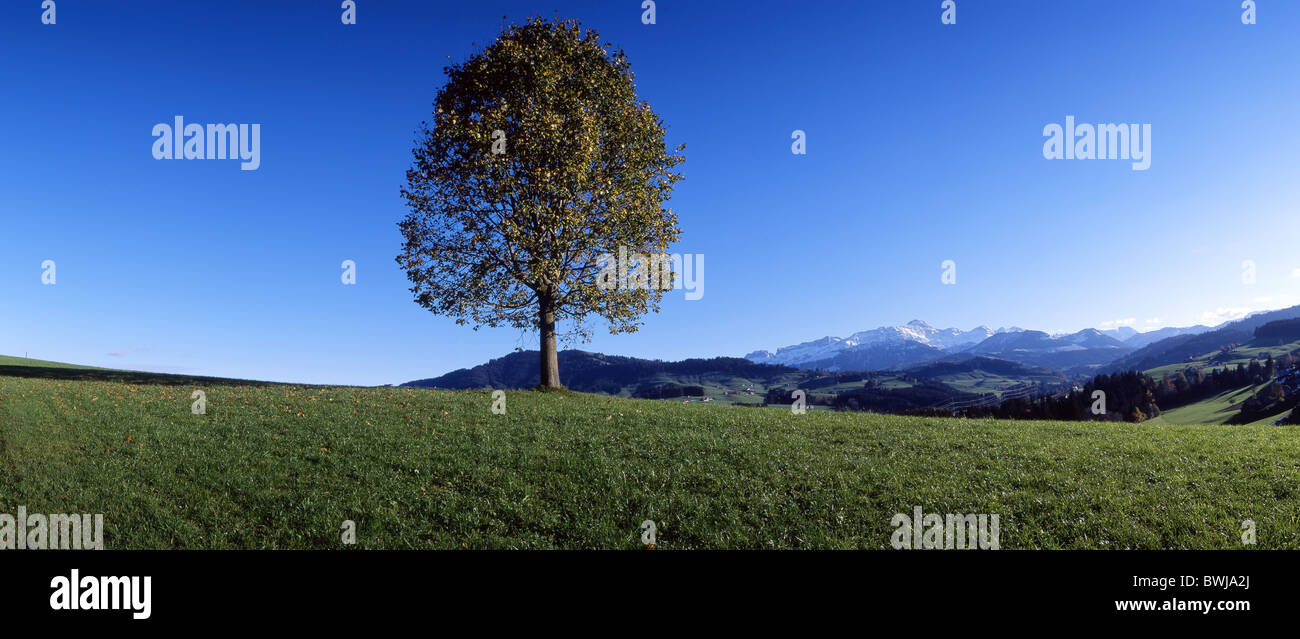 Baum Linde leer nur Einzelfeld Wiese Felder Landschaft Landschaft östliche Schweiz Europa Sant Stockfoto