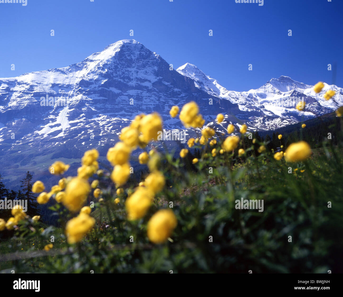 Eiger Eiger Nordwand Monch Jungfrau über Grindelwald Landschaft Landschaft Blumen Blume Wiese Bergen Al Stockfoto