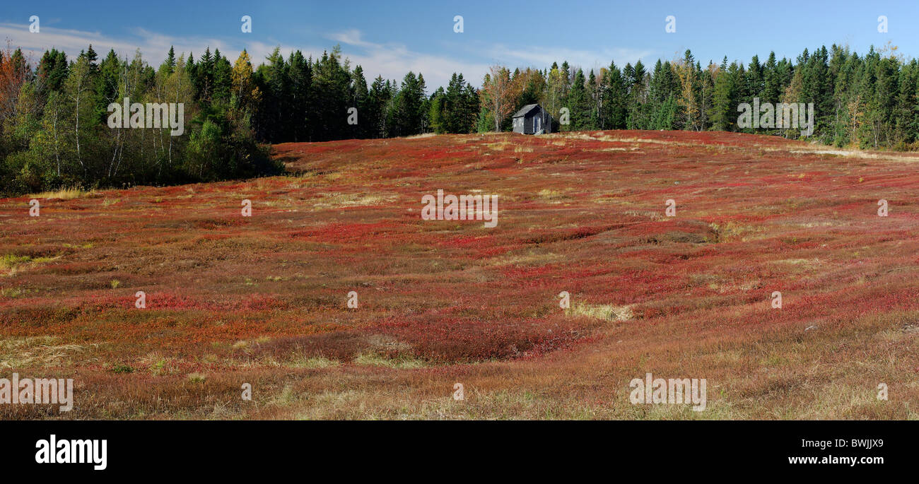 Panorama Landschaften Landschaft Heidelbeere Moor Moor Landschaft Holz Waldhütte in der Nähe von Machias Maine USA Amerika U Stockfoto