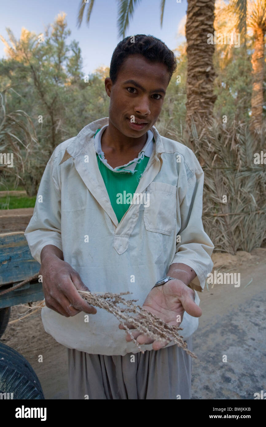 Ägyptische Jüngling zeigt Staubgefäße zum Bestäuben der Dattelpalme, Oase Siwa, Ägypten Stockfoto