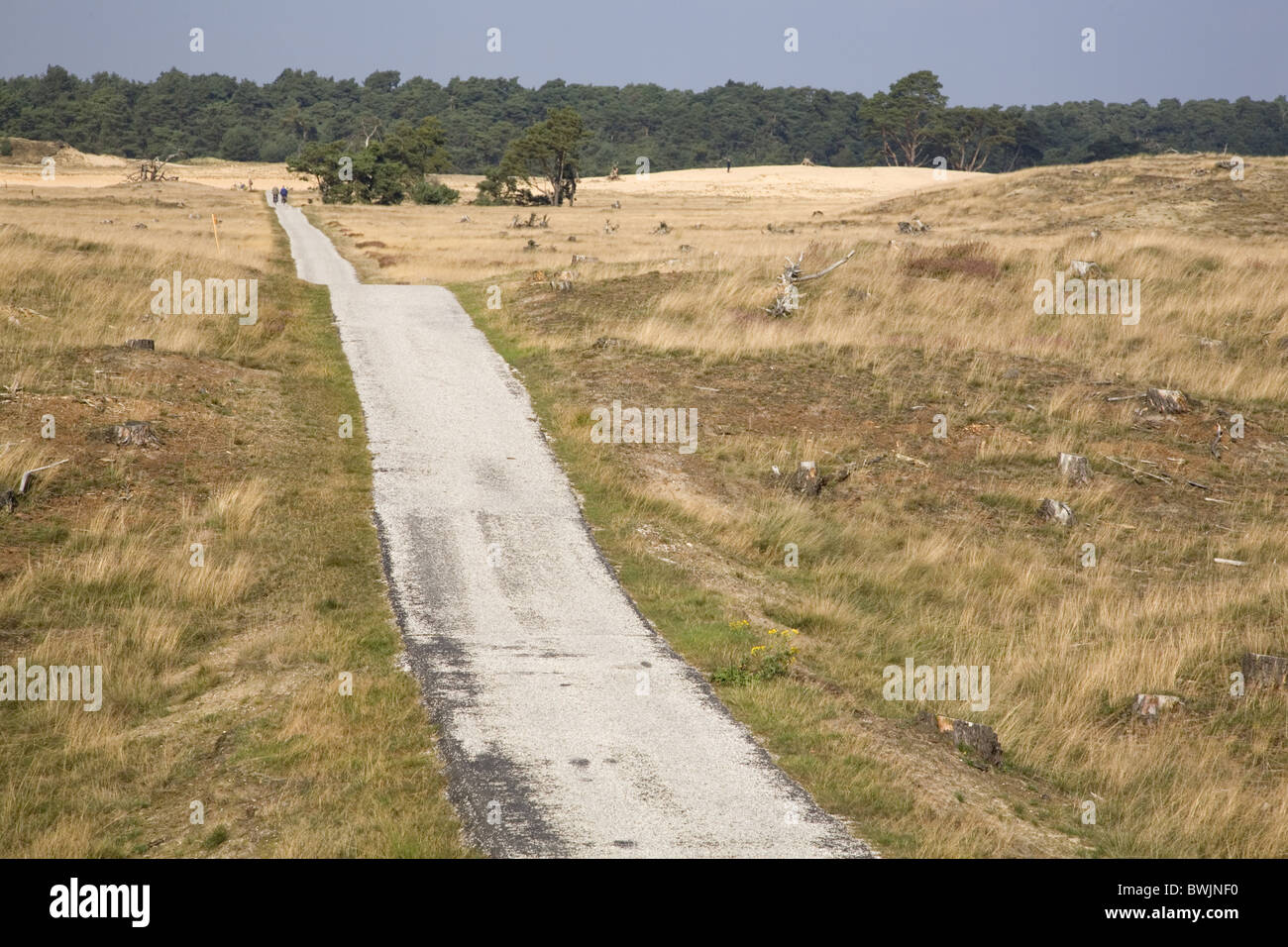 Radweg in den Nationalpark Hoge Veluwe, Gelderland, Niederlande Stockfoto