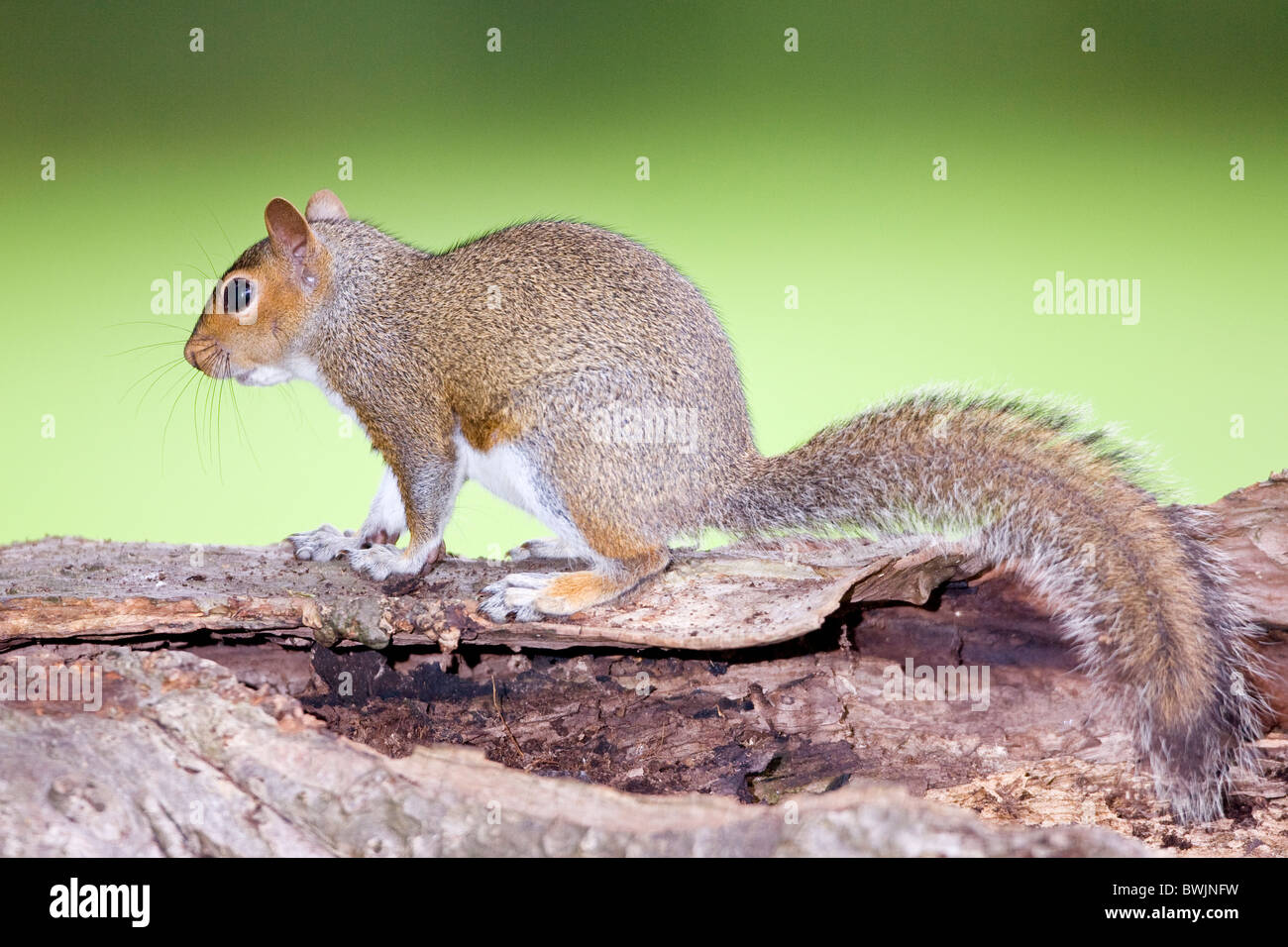 Graue Eichhörnchen auf Baumstumpf im Garten Sciurus carolinensis Stockfoto