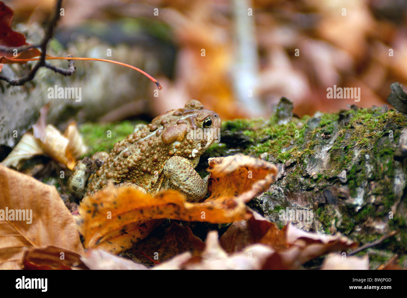 Kröte Amphibien Laub Blätter Crawford Notch State Park Altweibersommer New Hampshire USA Amerika United Stat Stockfoto