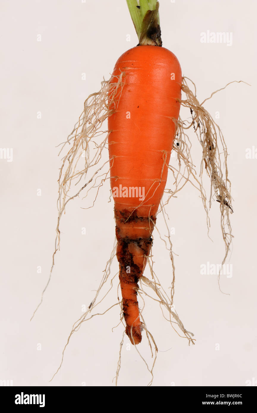 Karottenwurzelfliegenschaden (Chamaepsila rosae) zur reifen Karottenwurzel Stockfoto
