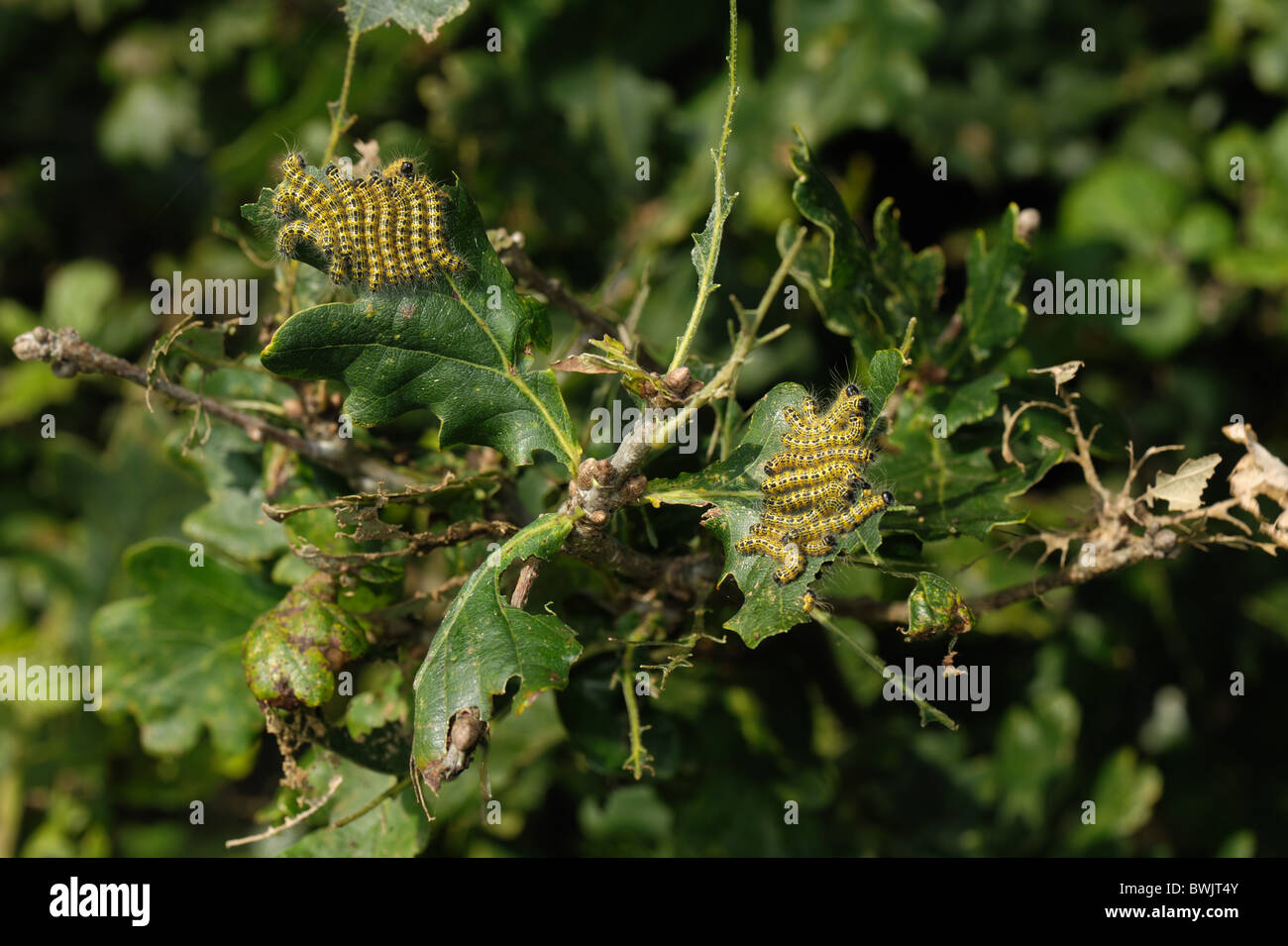 Buff Tipp Motte (Phalera Bucephala) Raupen auf beschädigte Eiche Laub Stockfoto