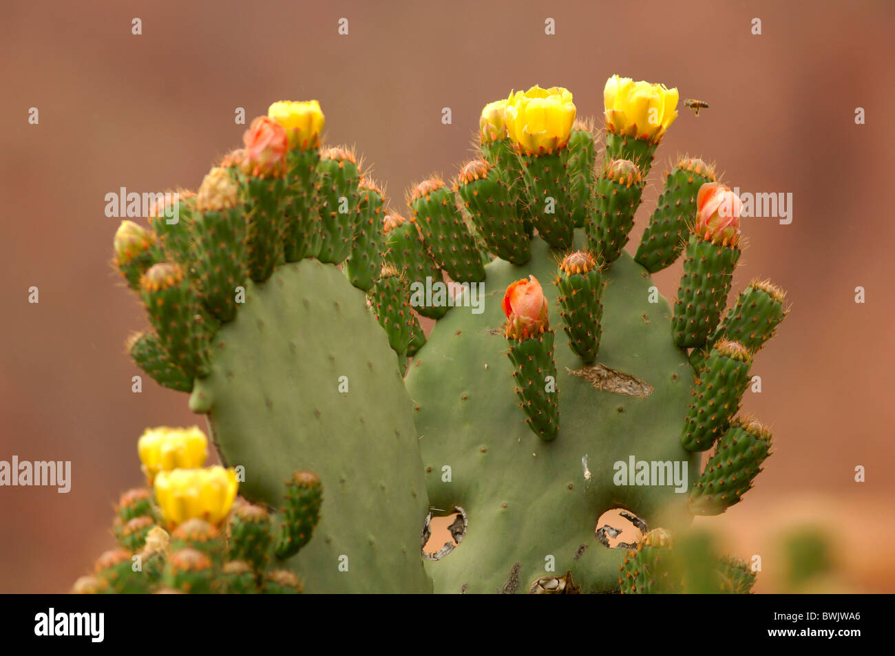 feiger Kaktus Kaktusfeigen Detail Kaktus Tafraoute-Marokko-Afrika-Nordafrika Stockfoto