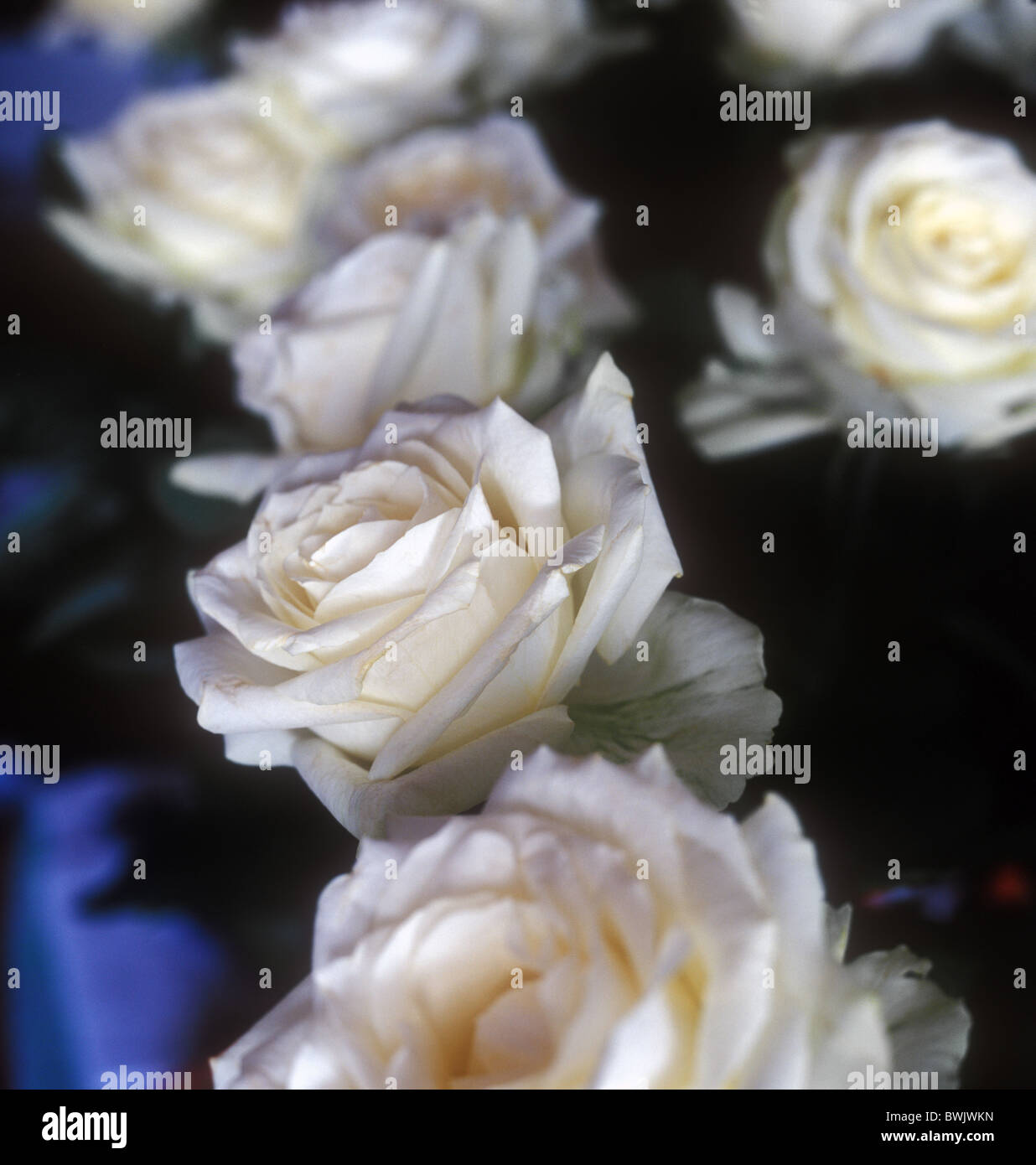 Weiße Rosen. Stockfoto