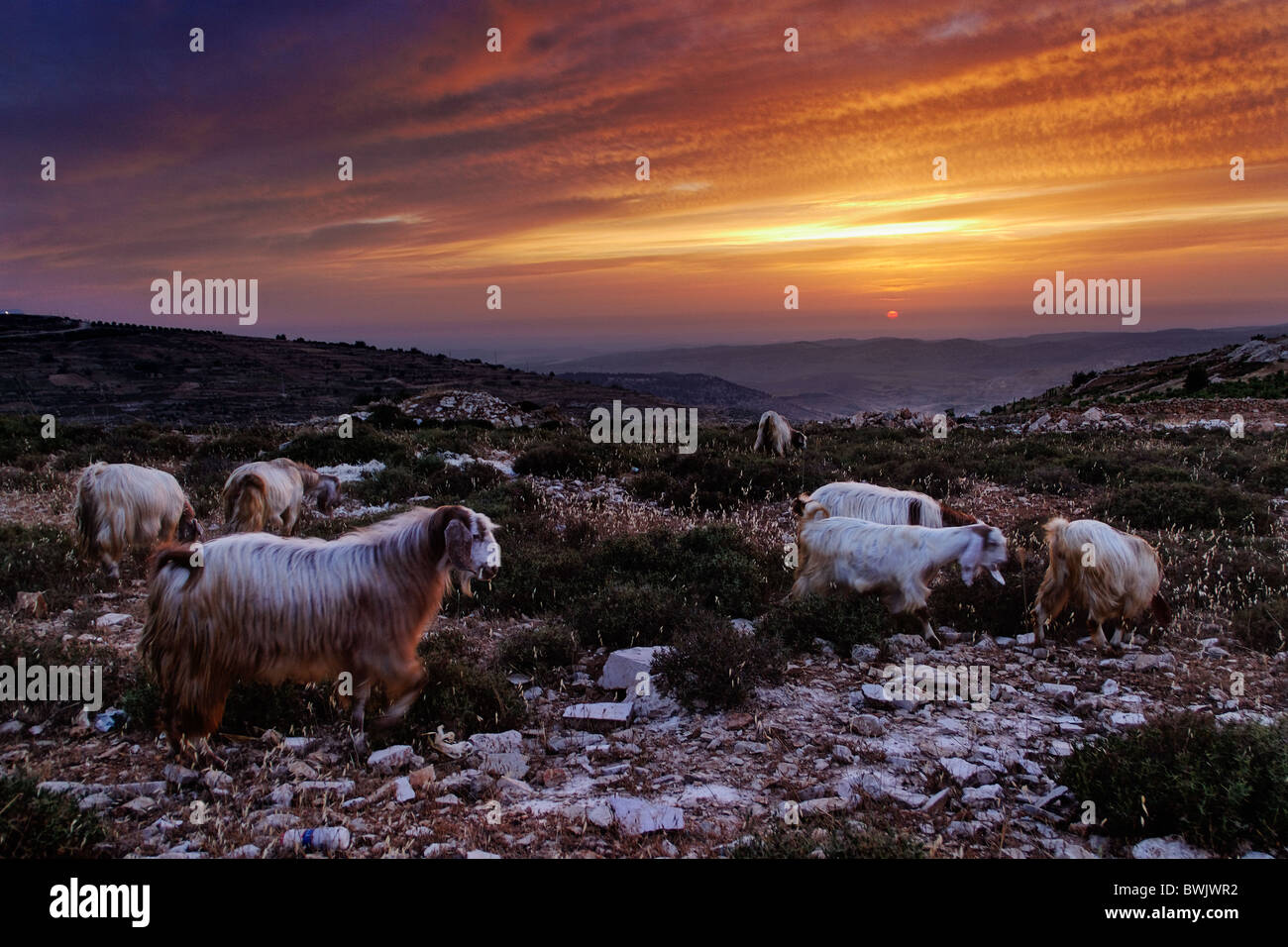 Einer uralten Landschaft mit syrischen Ziegen Stockfoto