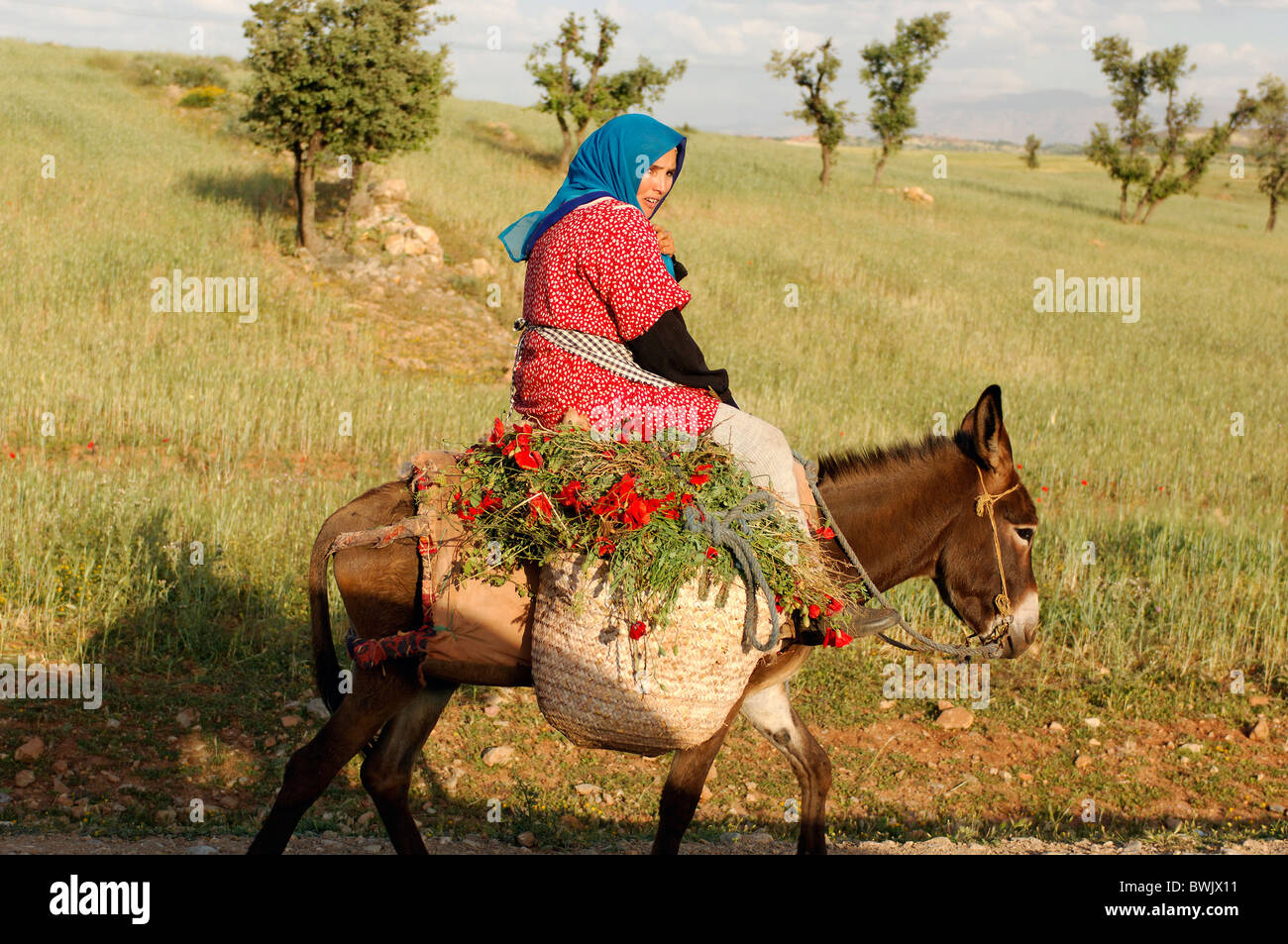 Marrakesch-Marrakesch Marokko Nordafrika 10821718 Frau Bauer Bauer Esel reiten Mohnfelder Landwirtschaft Armut Stockfoto