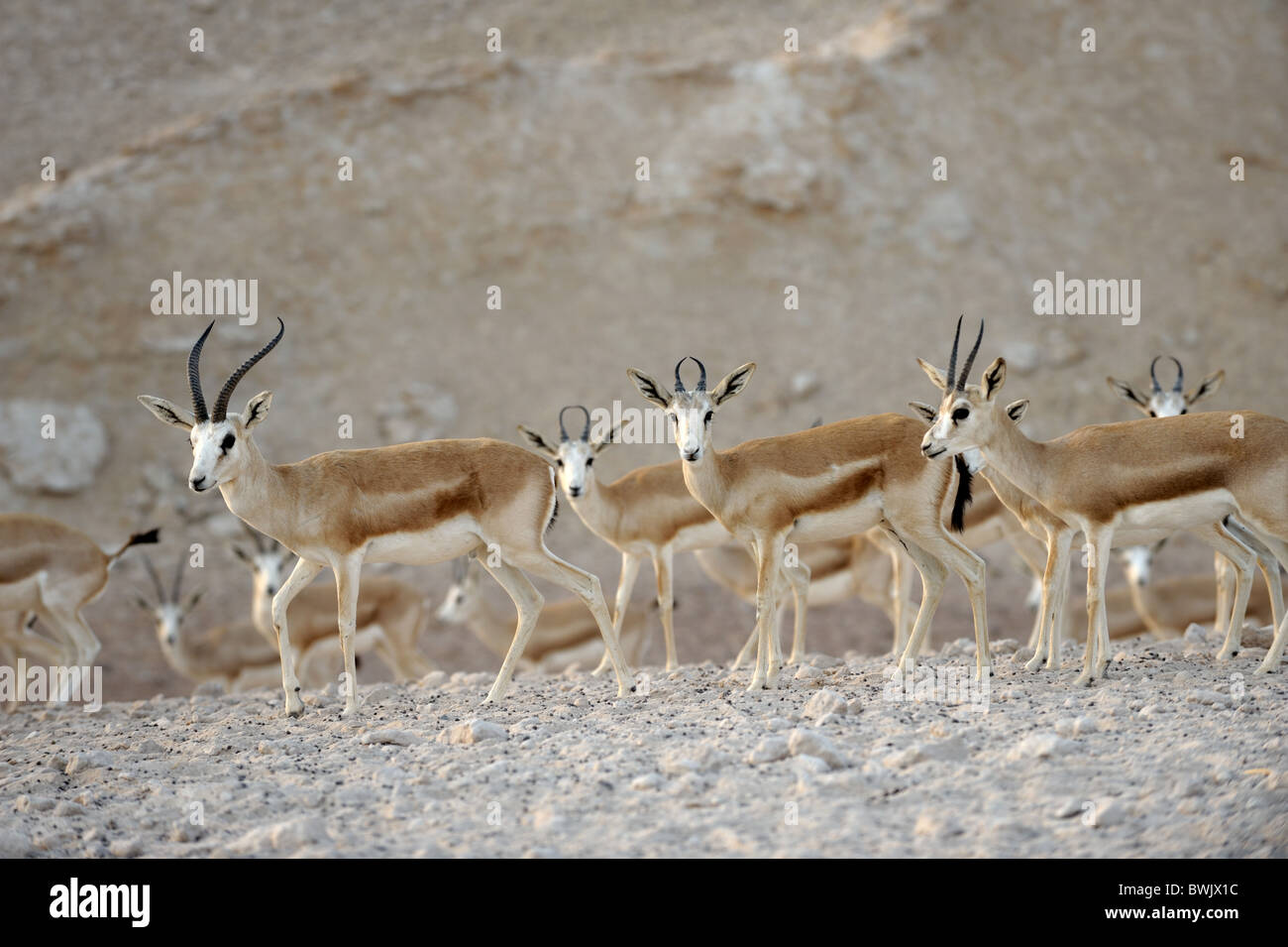 Sand Gazellen (Gazella Subgutturosa Marica) auf Sir Bani Yas Island Wildlife Reserve, Abu Dhabi Stockfoto