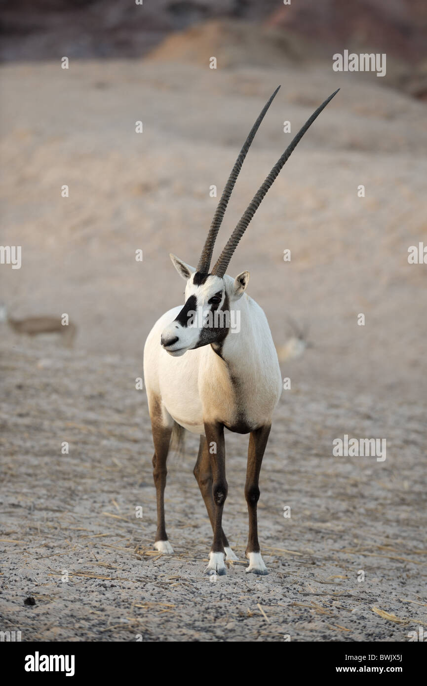 Arabische Oryx (Oryx Leucoryx) auf Sir Bani Yas Island Wildlife Reserve, Abu Dhabi Stockfoto