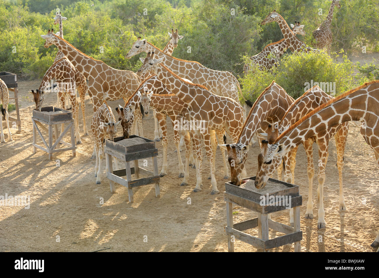 Erwachsene & junge Giraffe (Giraffa Giraffe) am Futterstation auf Sir Bani Yas Island, Vereinigte Arabische Emirate Stockfoto