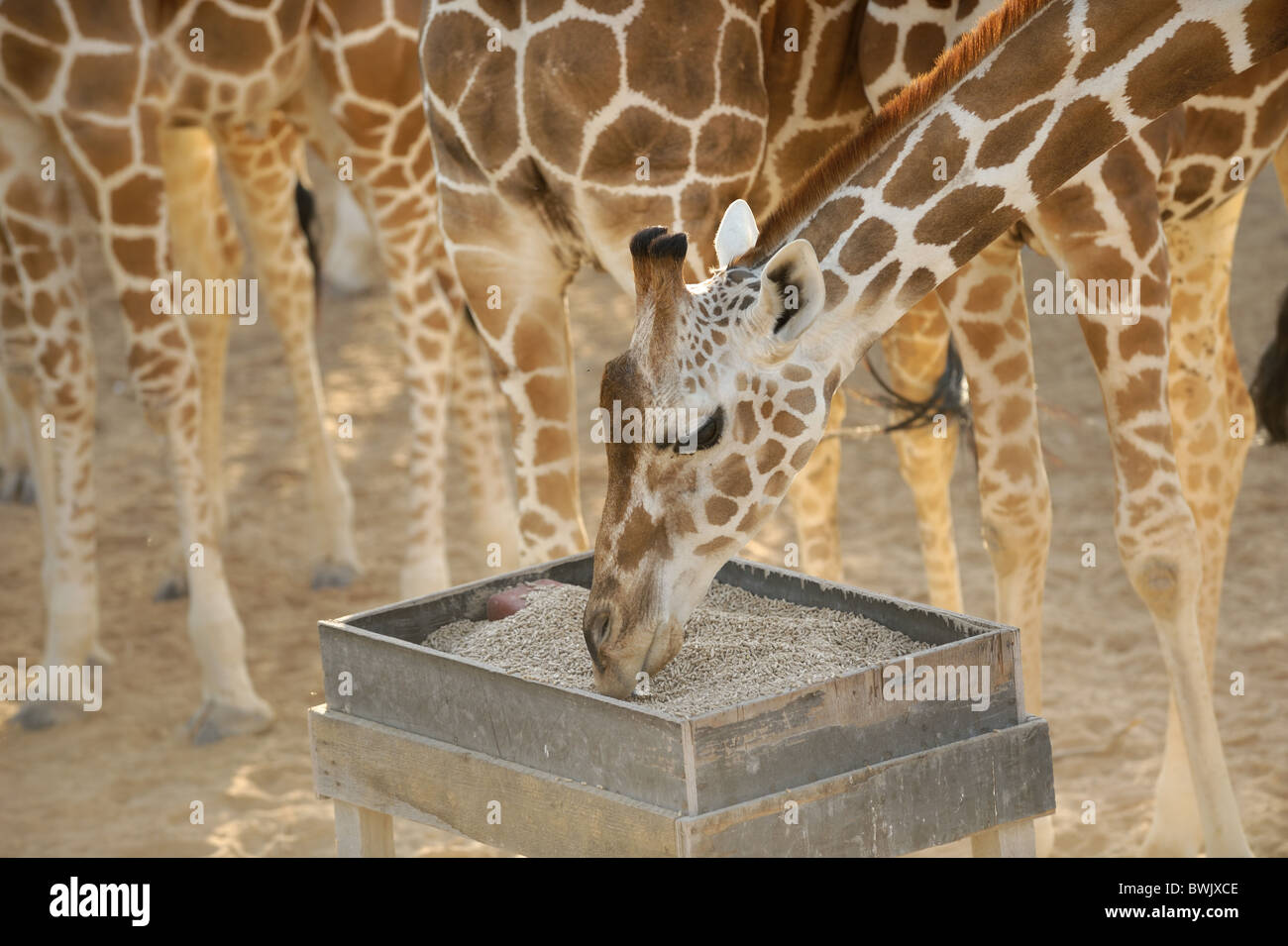 Erwachsenen Giraffe (Giraffa Plancius) an einer Futterstelle auf Sir Bani Yas Island, Vereinigte Arabische Emirate Stockfoto