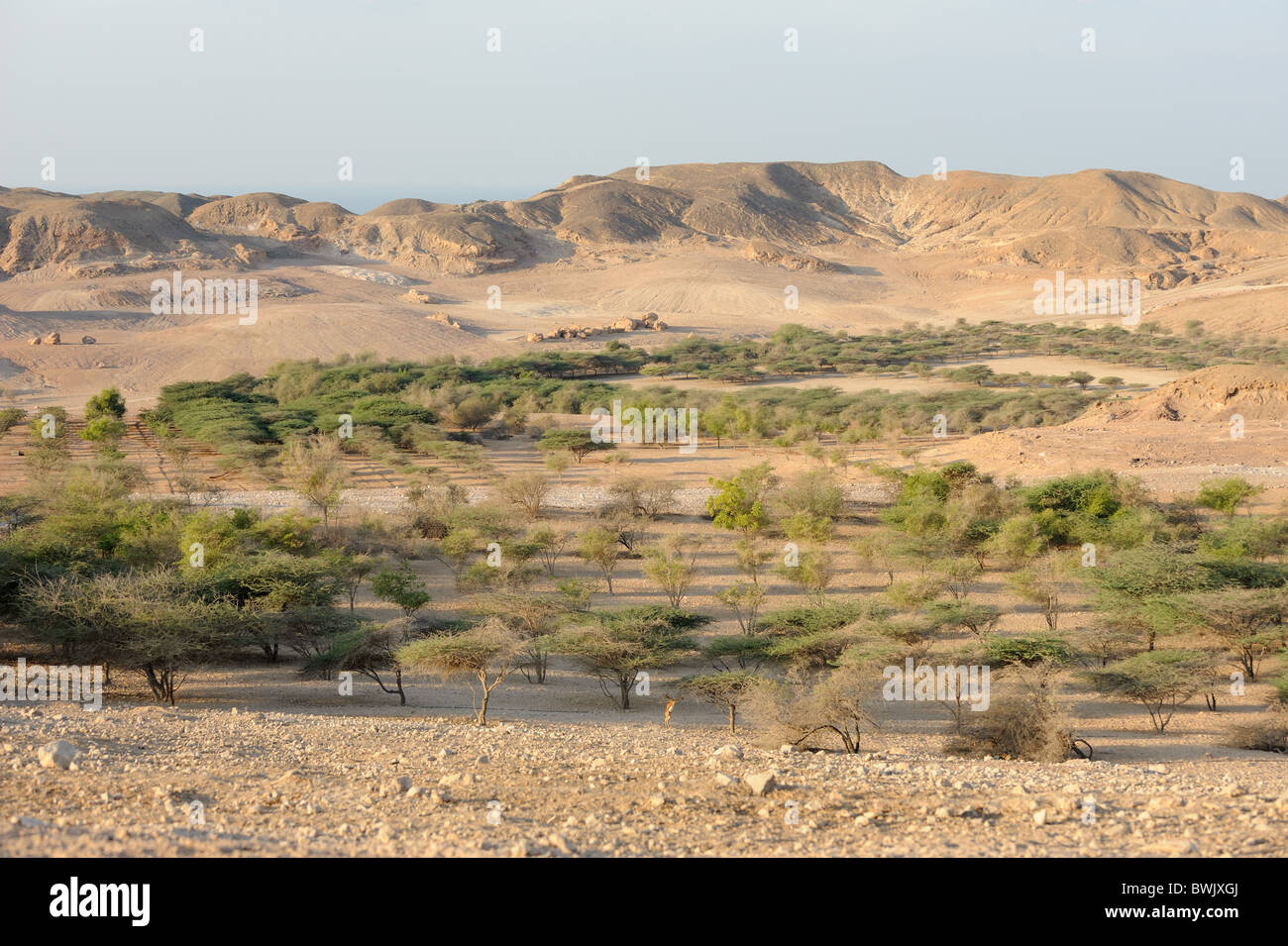 Akazien und anderen Bäumen bewässert mit entsalztem Wasser auf Sir Bani Yas Island Nature Reserve, Vereinigte Arabische Emirate Stockfoto