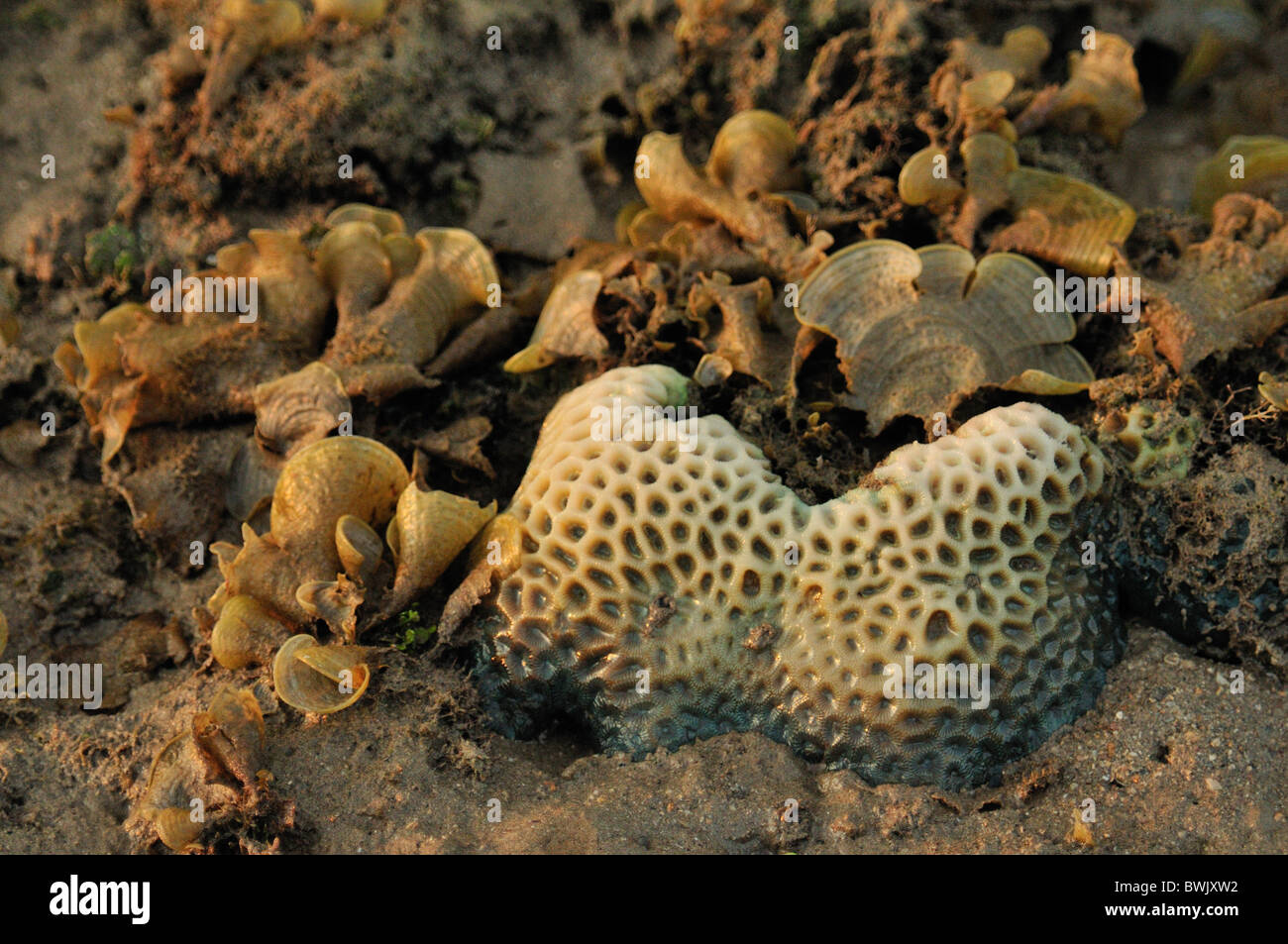 Stony Coral Porites Solida auf die Gilimanuk Beach, Bali, Indonesien, Asien, Indo-Pazifischer Ozean Stockfoto