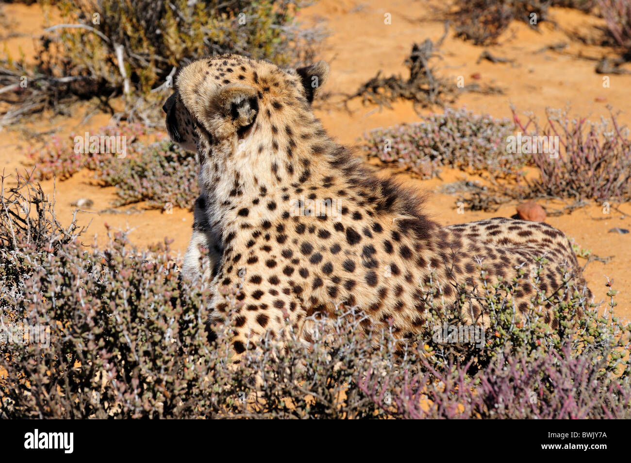Ein Gepard sitzen in den Büschen. Südafrika. Stockfoto