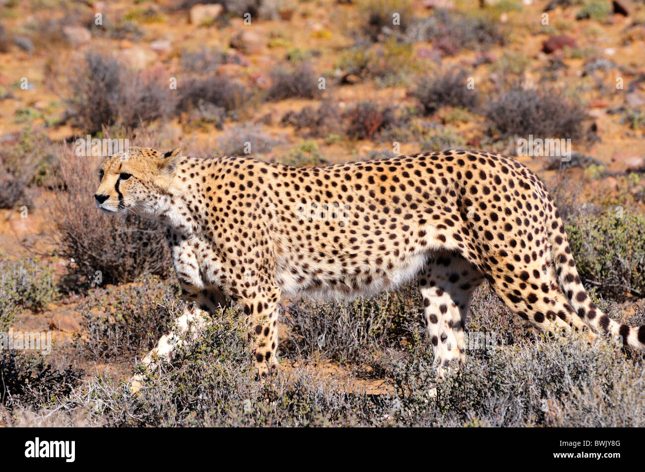 Ein Gepard gehen heimlich in den Büschen. Südafrika. Stockfoto