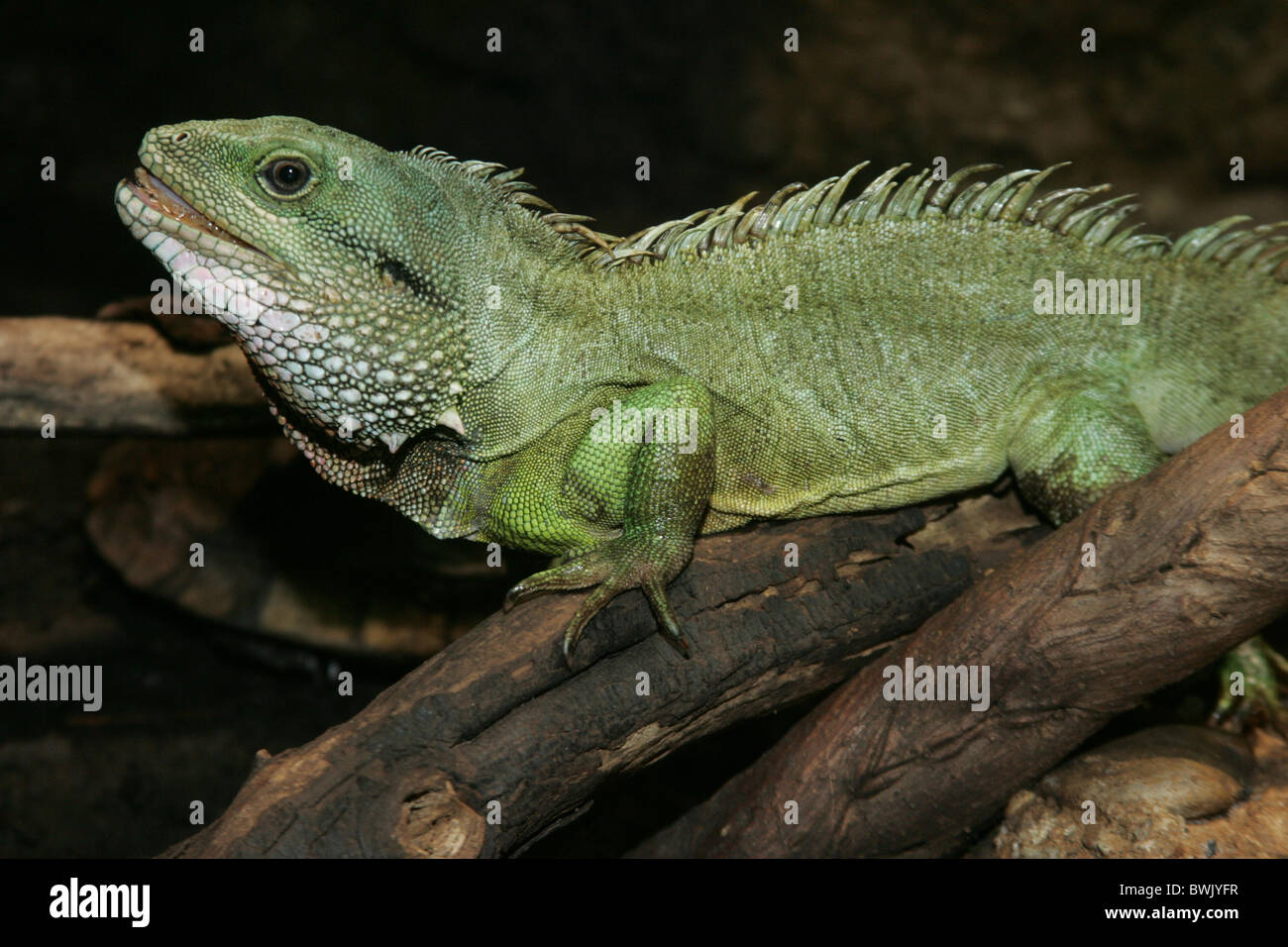 grünes Wasser Agama Physignathus Cocincinus Saurier Reptilien Echsen Agama Agamen Stockfoto