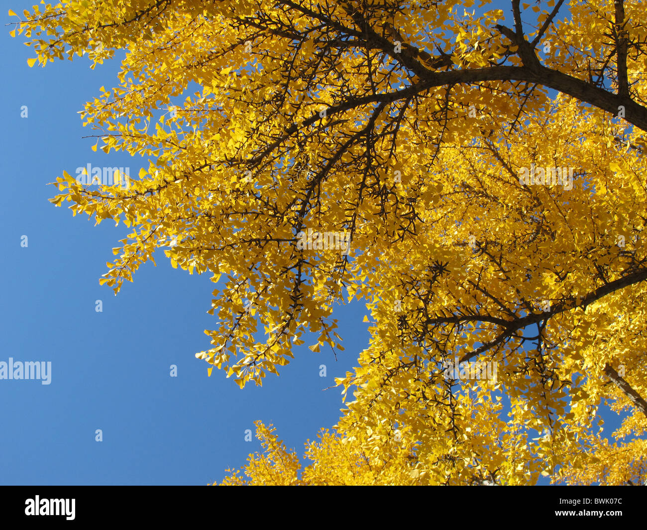 Herbst Clours im Cetral Park Stockfoto