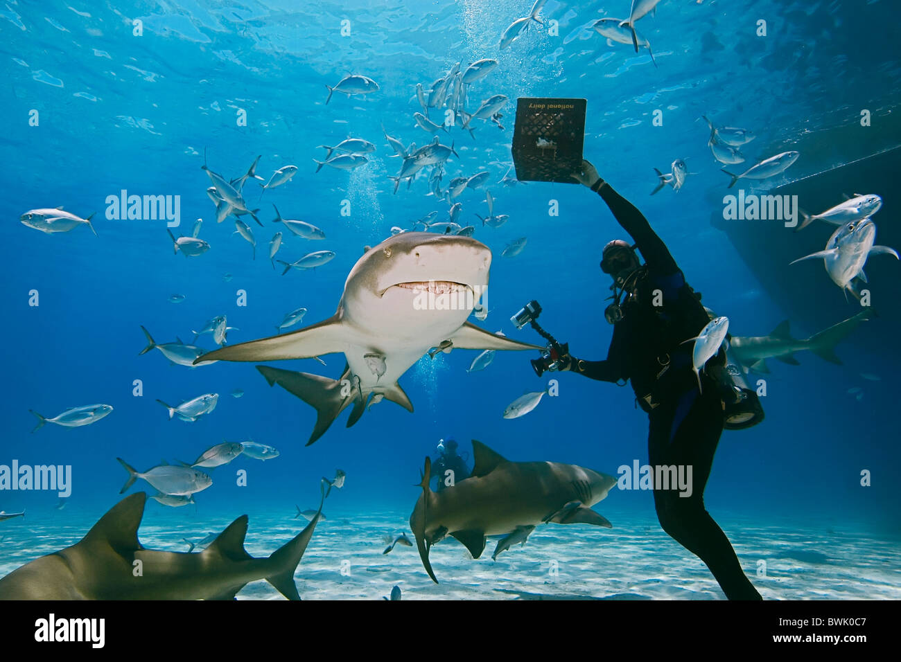 Taucher mit Hai-Köder, Zitrone-Haifische, Negaprion Brevirostris, mit Sharksuckers und blau Runner Buchsen, Grand Bahama Stockfoto