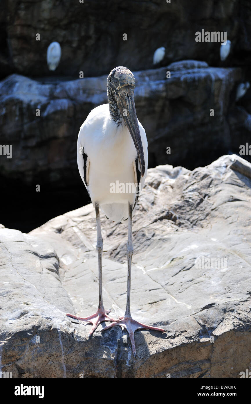 Storch Holz oder Holz-Ibis Mycteria americana Stockfoto