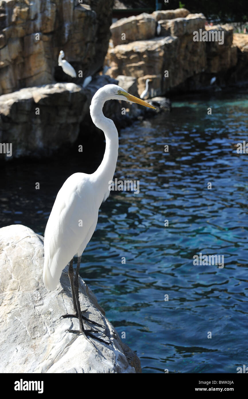 Silberreiher Ardea Alba Stockfoto