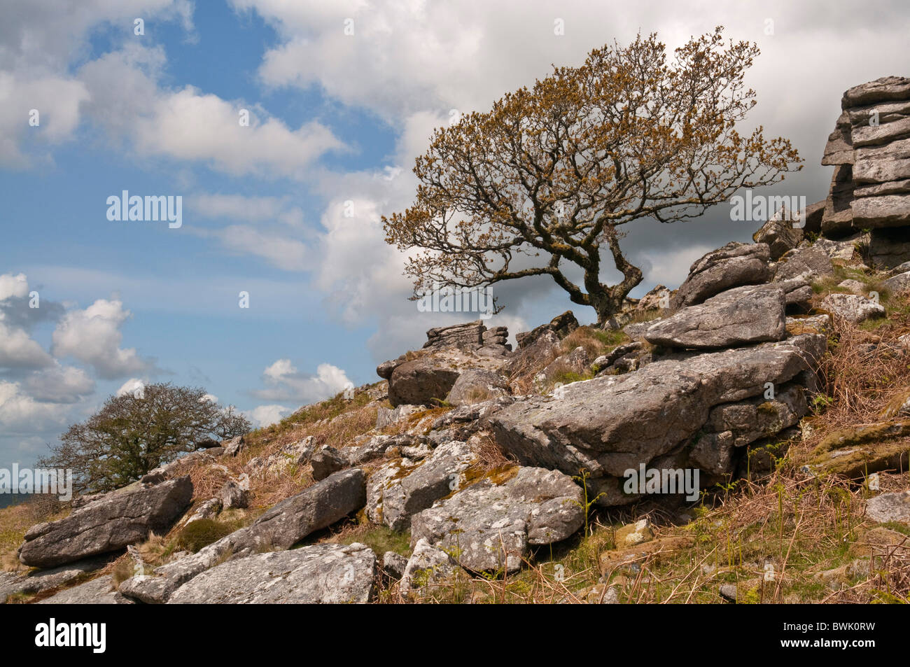 Granitfelsen und Baum neben Tor an der Dewerstone, Dartmoor, Devon UK Stockfoto