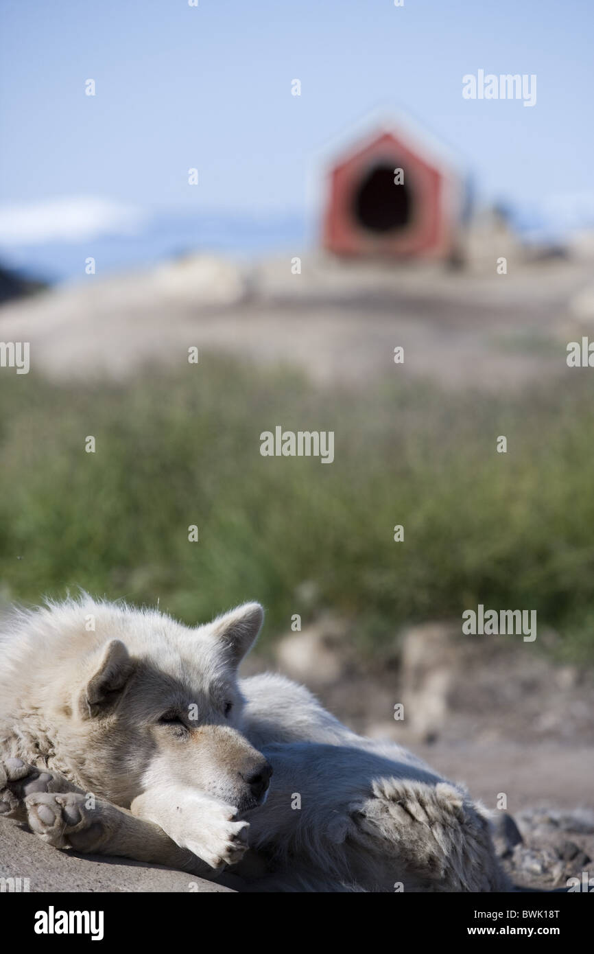 Schlitten Sie Hund vor Hundehütte, Grönland, Kitaa, Disko-Bucht, Ilulissat (Jakobshavn) liegen mit dem Stockfoto