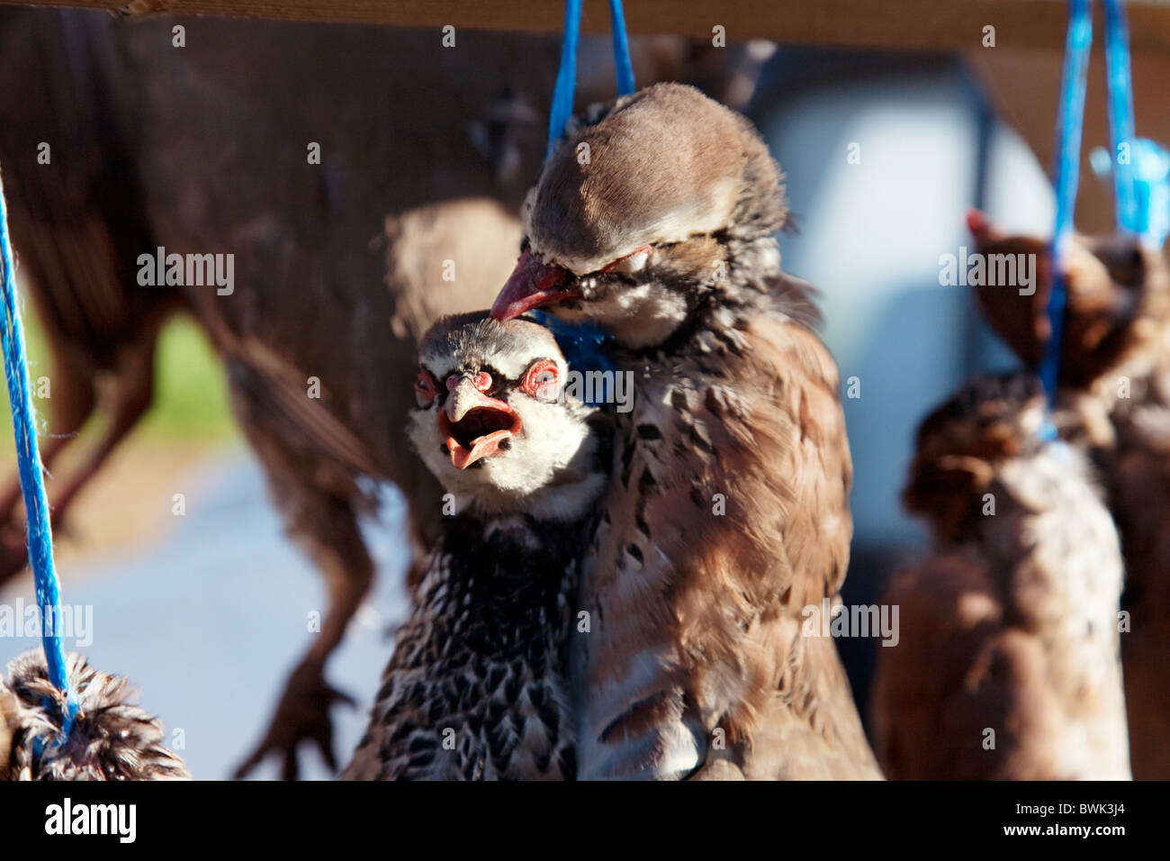 Rebhühner auf ein Spiel Vogel schießen, Cambridgeshire, Großbritannien erschossen Stockfoto