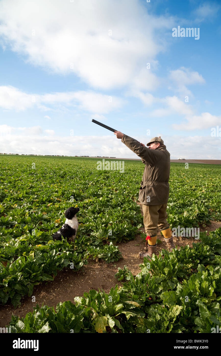 Ein Shooter (Gewehr) schießen auf das Federwild steigt auf ein Shooting, Cambridgeshire, Großbritannien Stockfoto