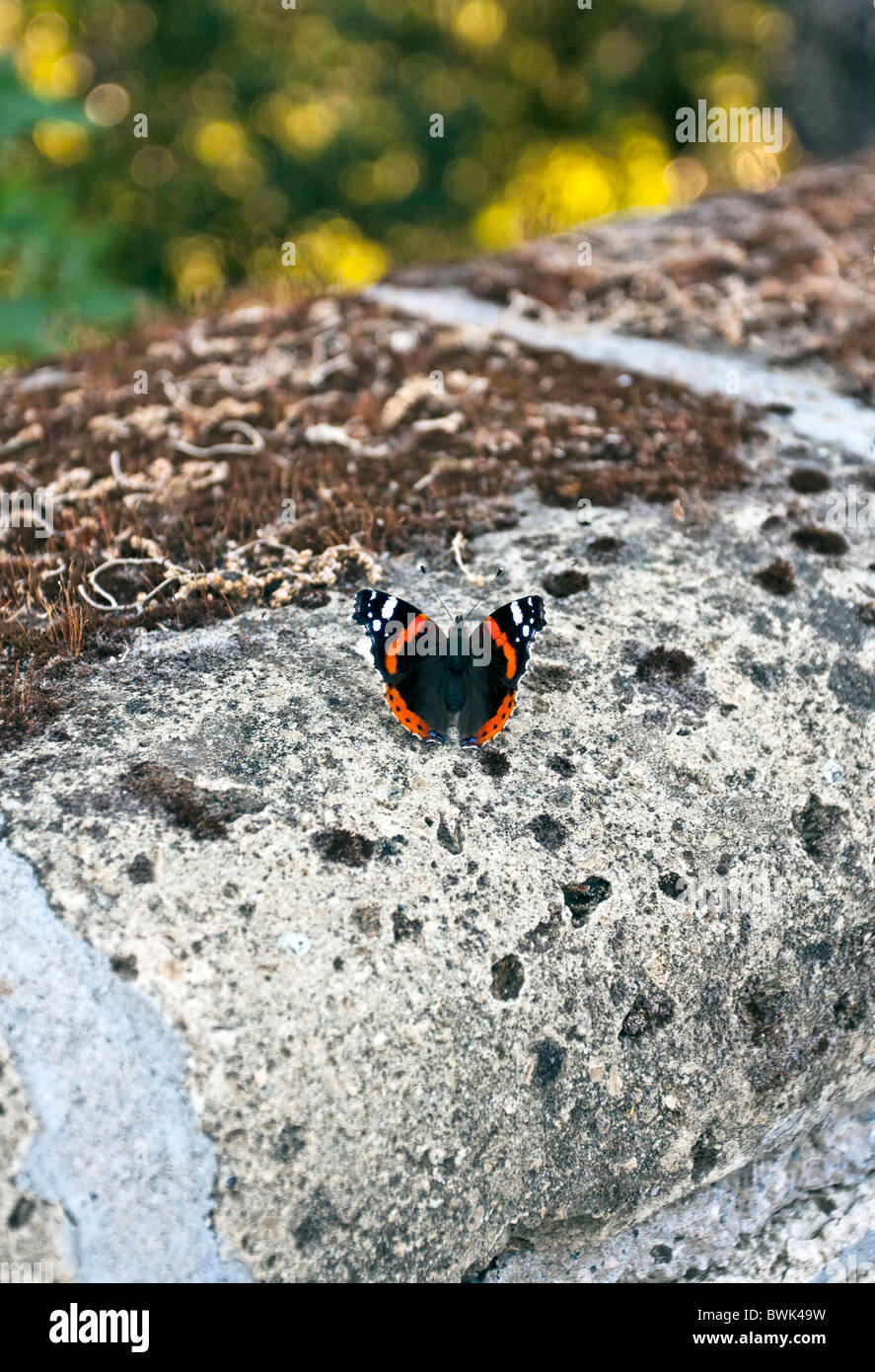 Vanessa Atalanta, Alsa Red Admiral Schmetterling in Italien Stockfoto