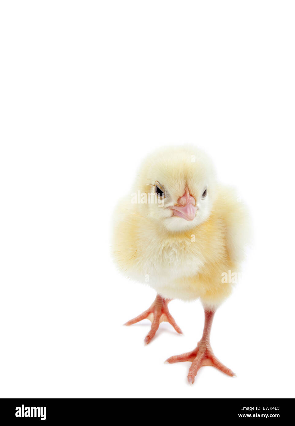 Huhn-Küken auf weißen Hintergrund isoliert Stockfoto