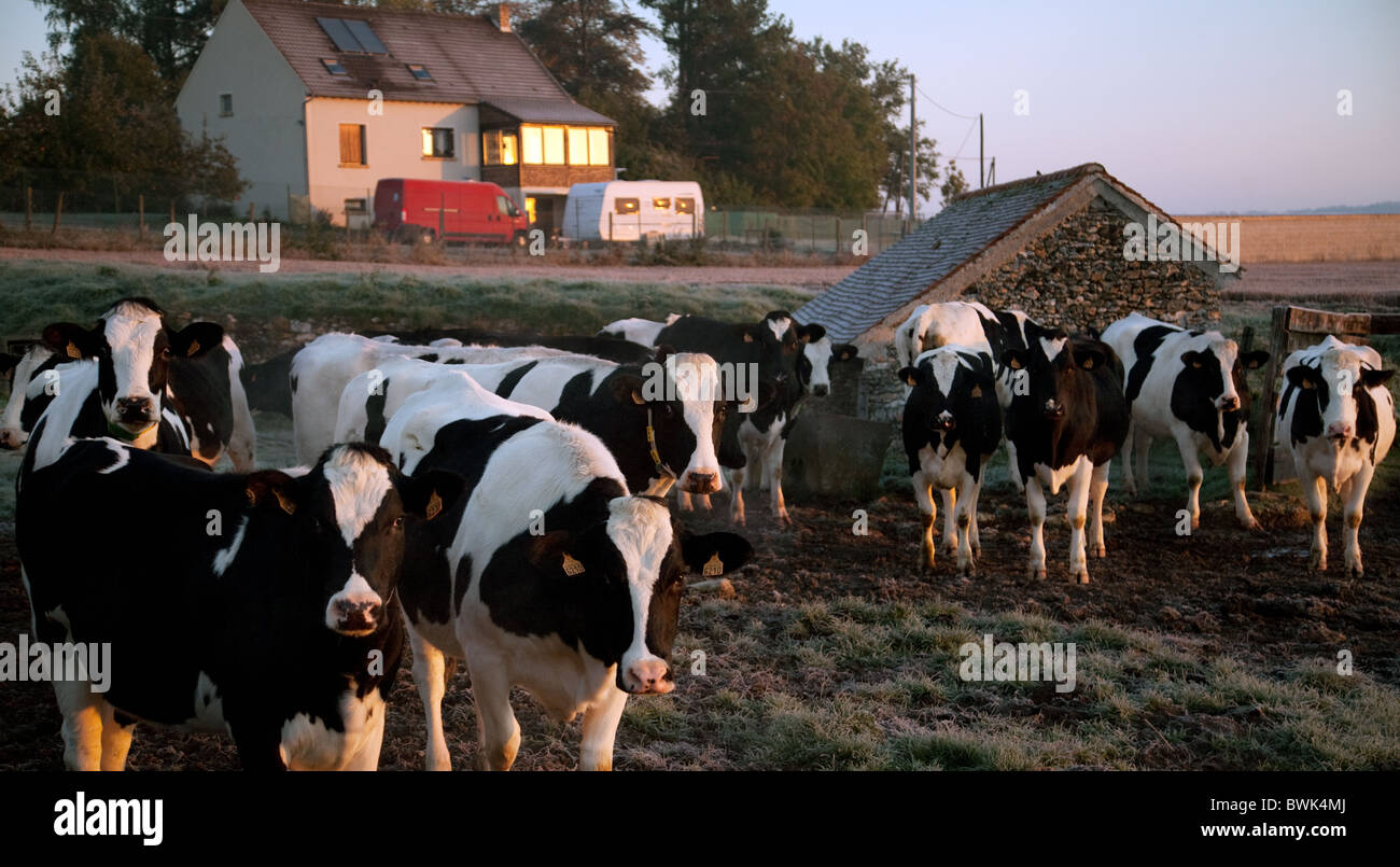 Eine Herde von Kühen auf einer französischen Bauernhof; Beispiel für Landwirtschaft oder Landwirtschaft, in St Simeon Dorf, Ile de France, Frankreich, Europa Stockfoto
