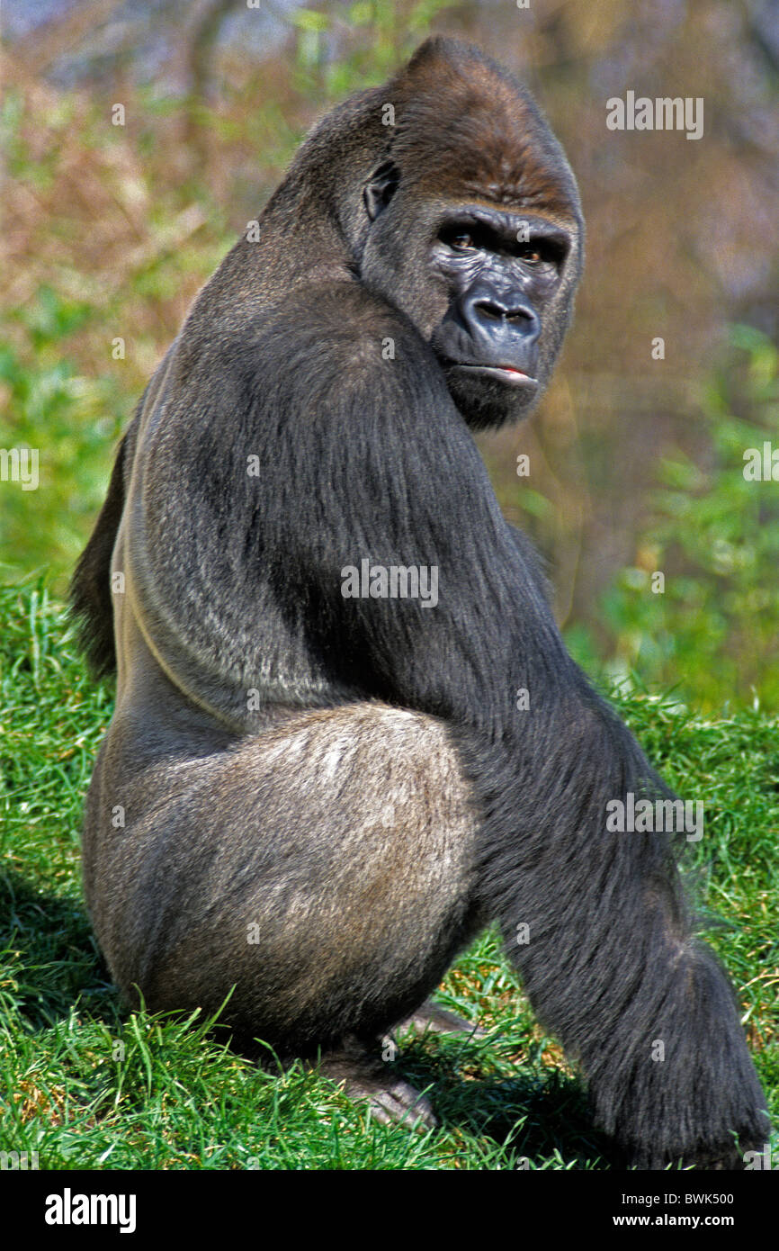 tierische Primat Affe Silber zurück Gorilla westlichen schlicht Gorilla Männchen Stockfoto