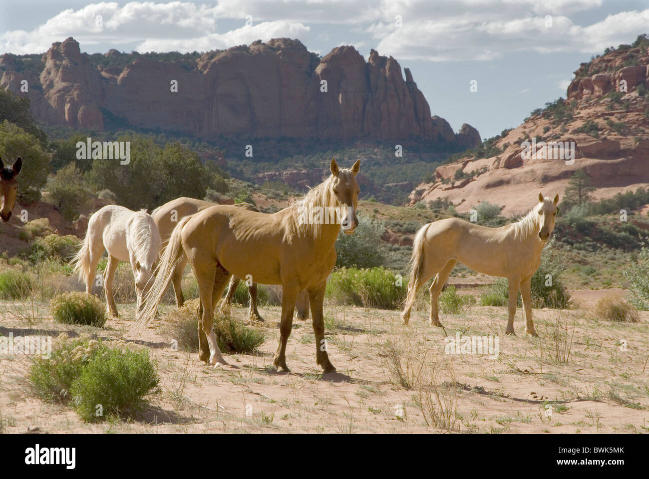 wilde Pferde Pferde Pferd Spiel wilden überwucherten verwilderten Tiere Landschaft Landschaft Wüste Navajo national Stockfoto