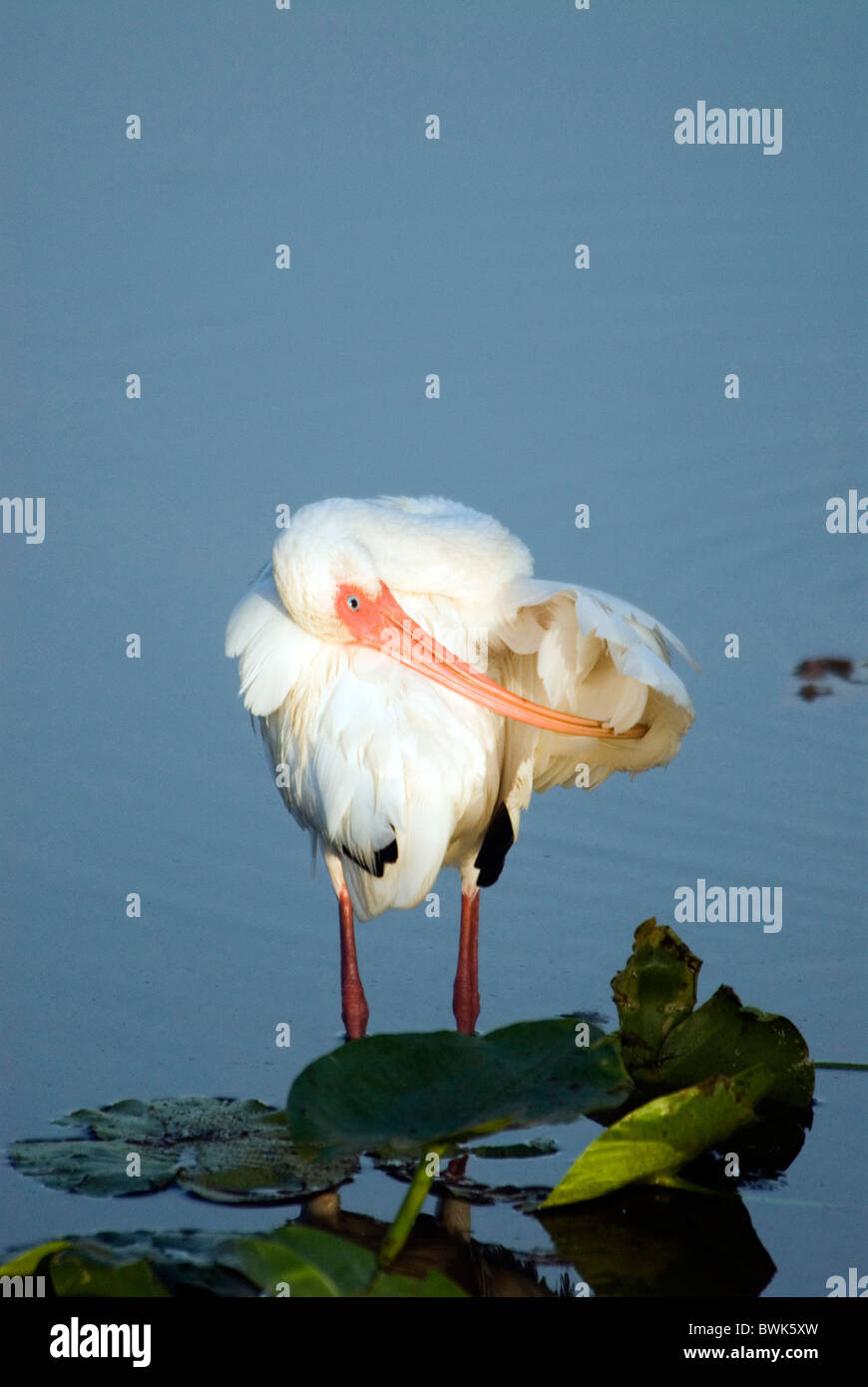 Weißer Ibis Eudocimus Albus Vogel Ibis weiße Vögel Wasser Gewässer Stockfoto Weißer Ibis Eudocimus Albus Vogel Ibis weiße Vögel Wasser Gewässer Stockfoto