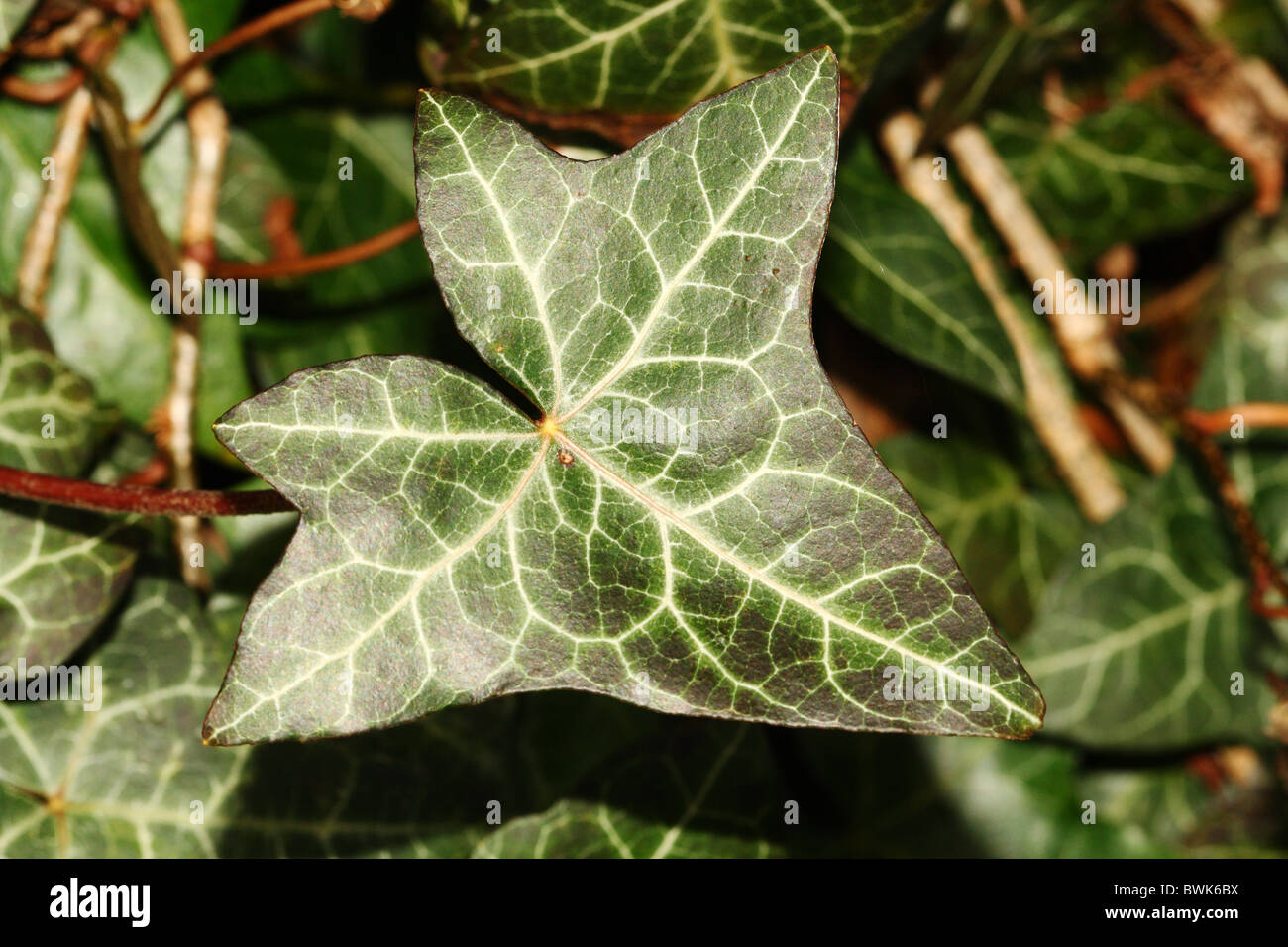 Efeu Bltter Hedera Helix Familie Araliaceae Makro Detail des Blattes  Stockfotografie - Alamy