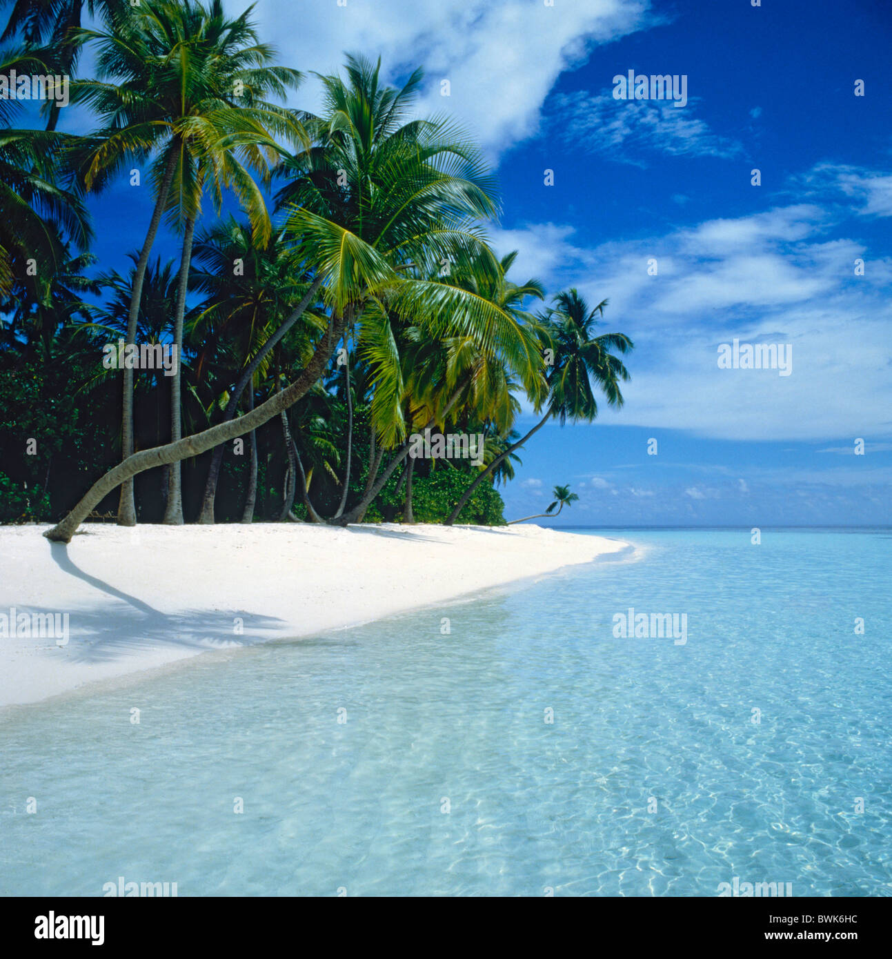 Palm Beach Palm Bäume Strand Küste weißen Meer Landschaft Baumlandschaft Kuda Bandos Maldives Stockfoto