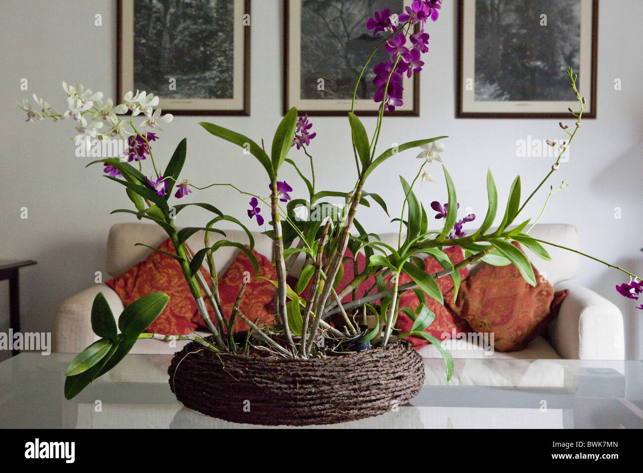 Orchidee Anordnung in der Lounge der Havelock Place Bungalow, Hotel, Colombo, Sri Lanka, Asien Stockfoto