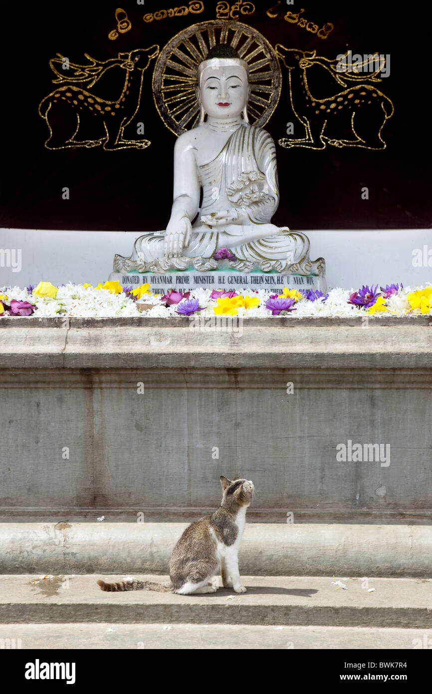 Katze mit Blume Angebote als Buddha-Statue im Ruvanveli Dagoba, Maha Vihara Tempel, heilige Stadt, Anuradha betrachten Stockfoto