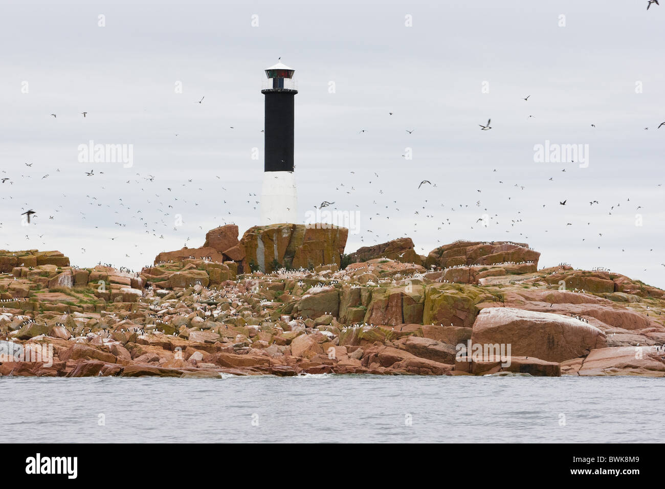 Leuchtturm und Seevögel auf der Insel-Bonden in den Bottnischen Meerbusen, Schweden, Europa Stockfoto