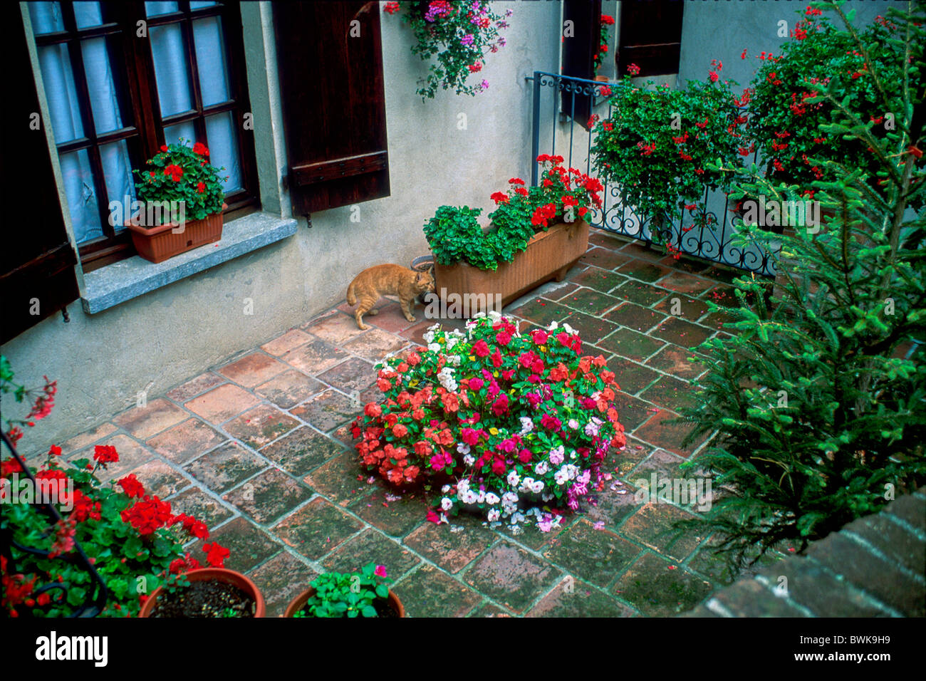 Leben Innenhof Terrasse Katze Blumen Blumendekoration Italien Europa Cuneese Langhe Piemontesi Barolo Stockfoto