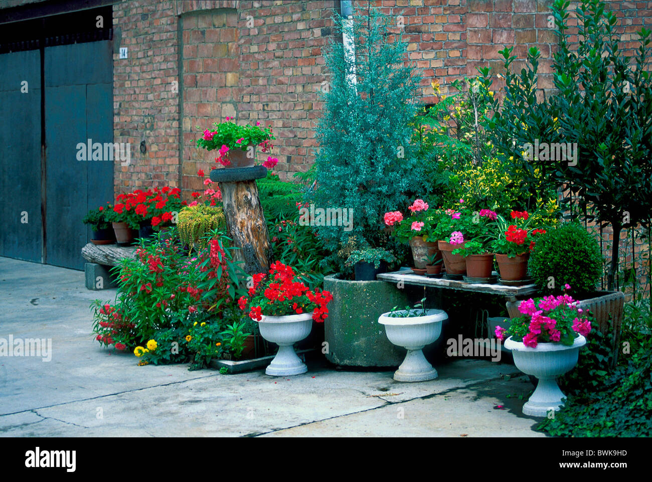 lebende Innenhof Blumen Haus Hause Blumendekor Italien Europa Cuneese Langhe Piemontesi Barolo P Stockfoto