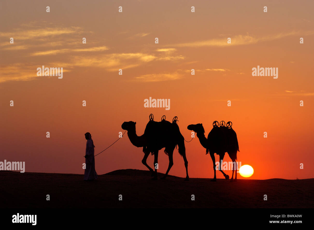 Silhouette Silhouetten Kamel Kamele Mann Sonnenuntergang Stimmung Dämmerung Twilight Wüste Jumeirah Bab al Shams Hotel Dubai Stockfoto